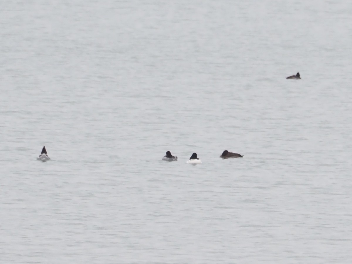 hohol severní - ML646479116