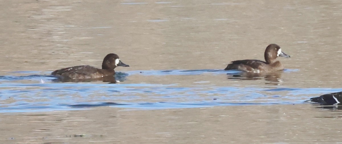 Karabaş Patka - ML646479119