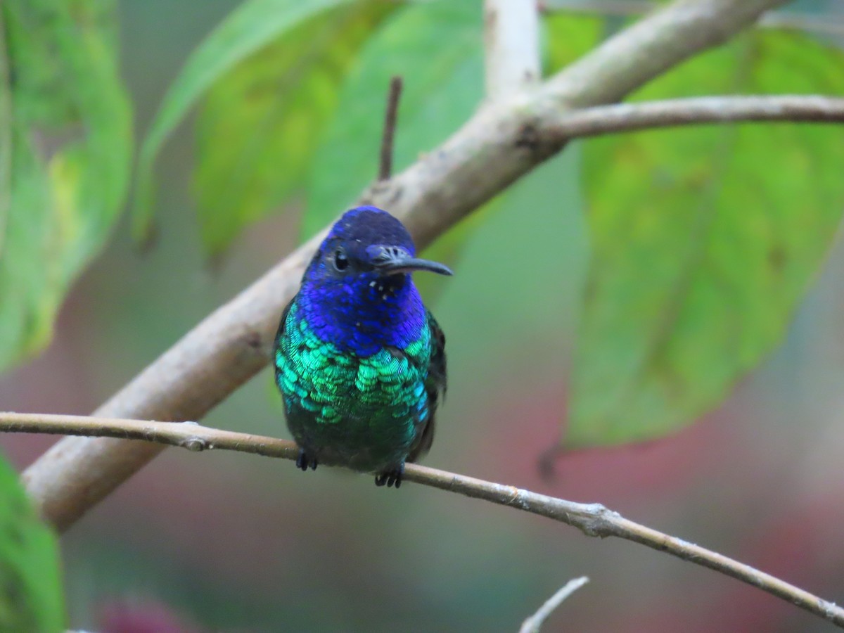 コガネオハチドリ - ML646479126