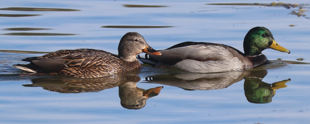 Mallard - ML646479129