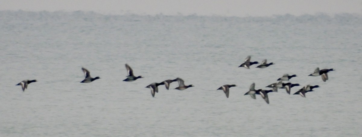 bergand - ML646479130