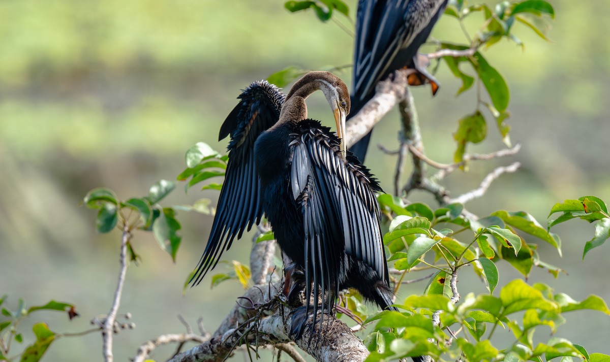 Oriental Darter - ML646479135
