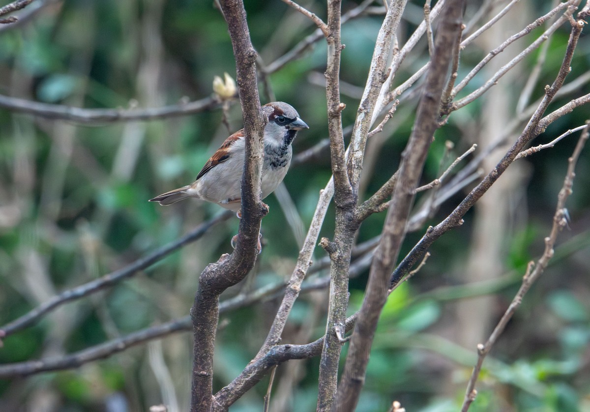 House Sparrow - ML646479136