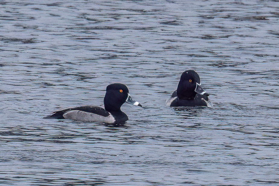 Ring-necked Duck - ML646479139