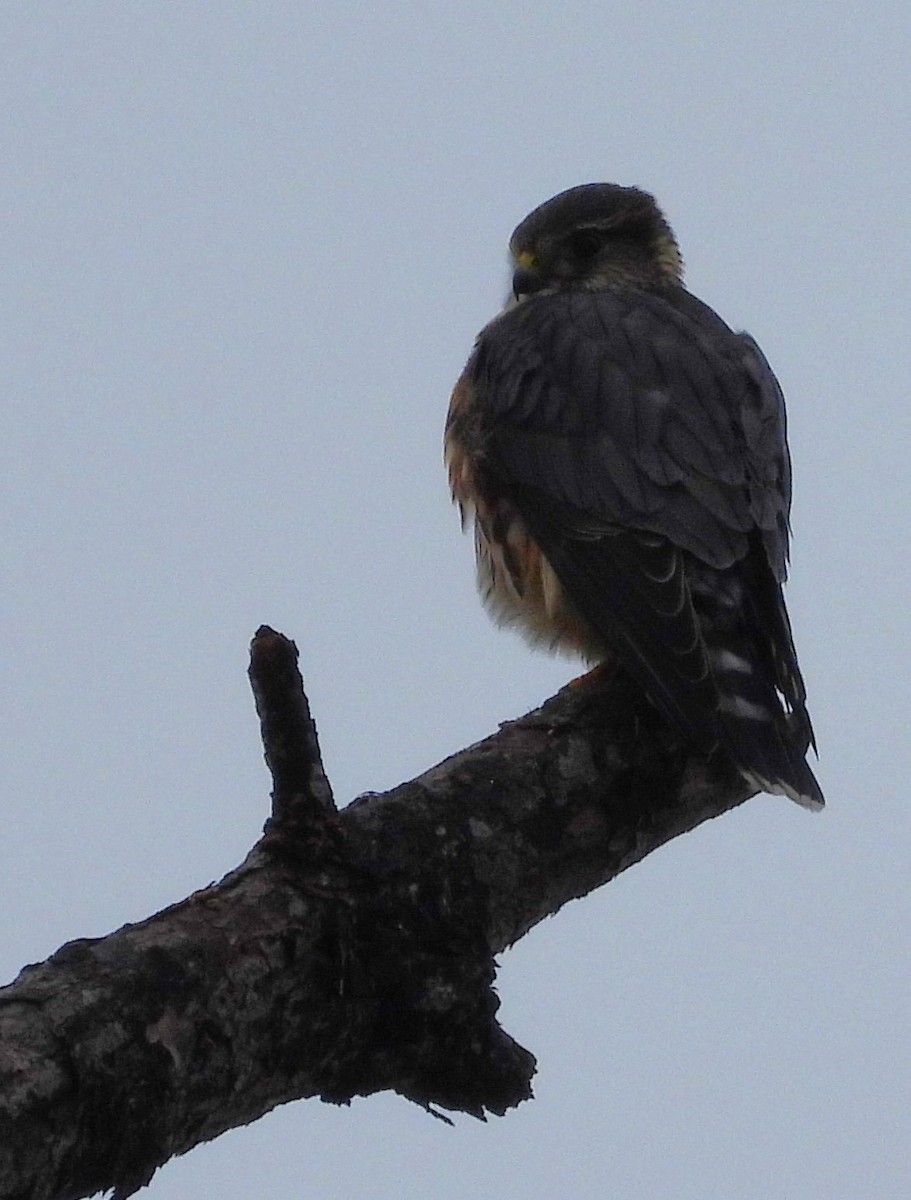 Підсоколик малий - ML646479140