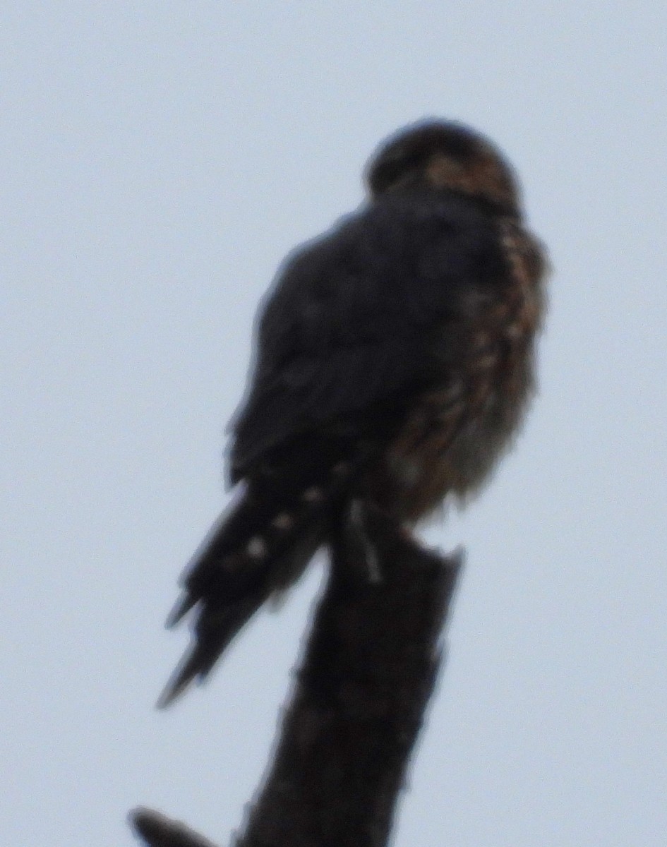 Підсоколик малий - ML646479141