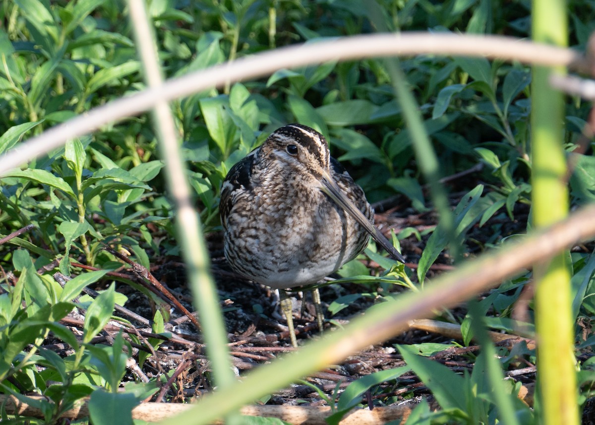 Wilson's Snipe - ML646479147