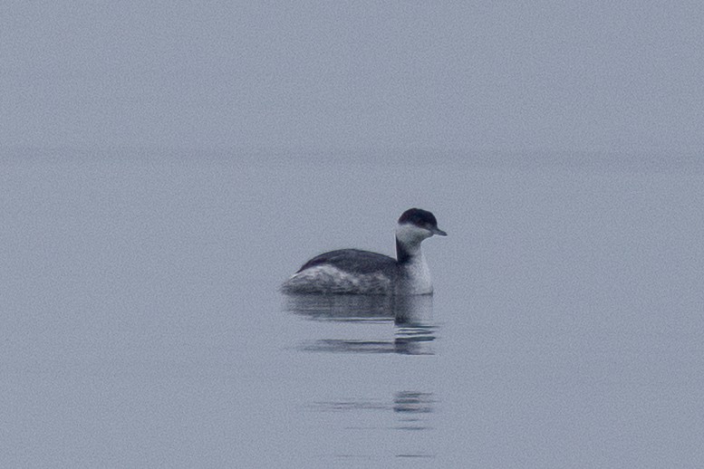 Horned Grebe - ML646479150