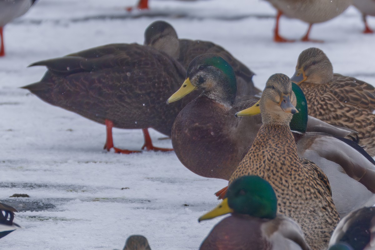 Mallard - ML646479157