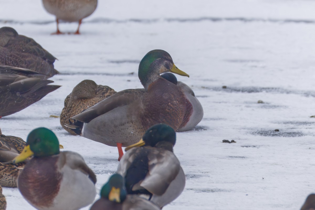 Mallard - ML646479158