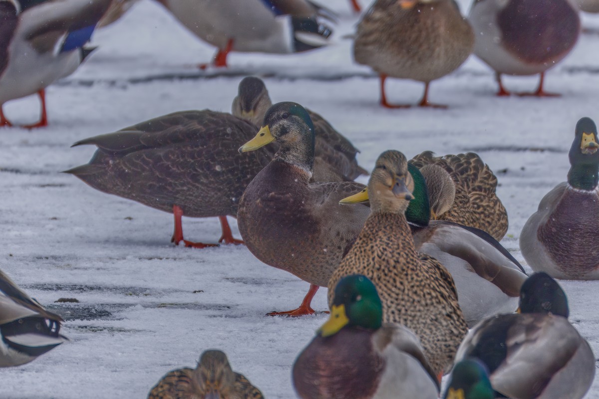 Mallard - ML646479159