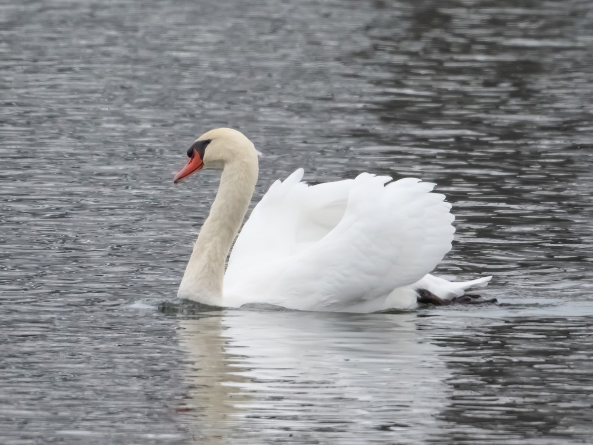 Лебідь-шипун - ML646479161