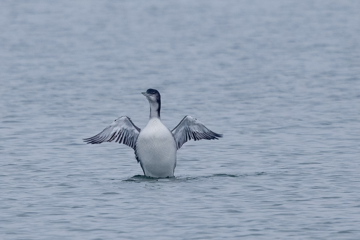 Common Loon - ML646479162