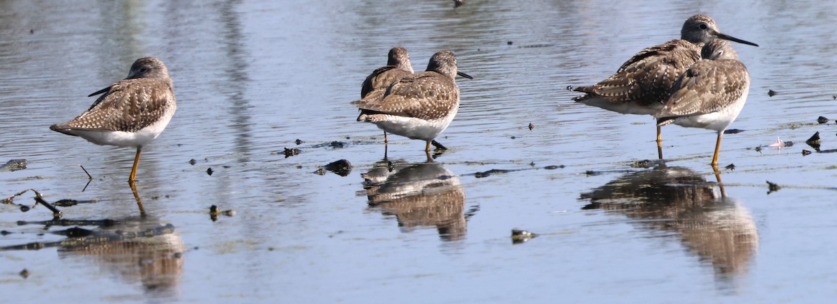 Kuliska hankahori handia - ML646479164