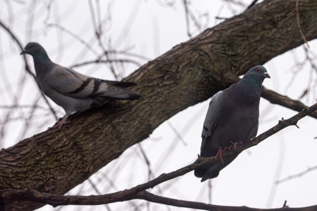 Rock Pigeon (Feral Pigeon) - ML646479166