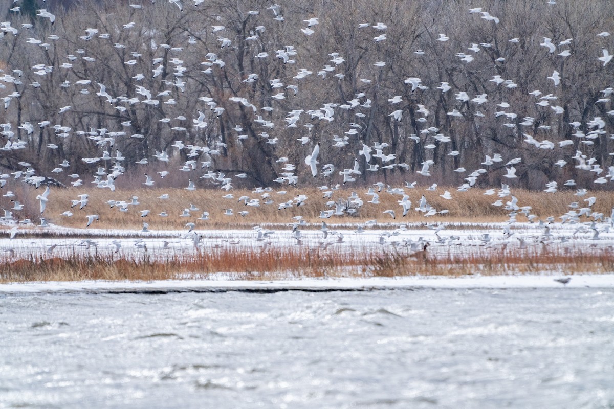 Ring-billed Gull - ML646479168