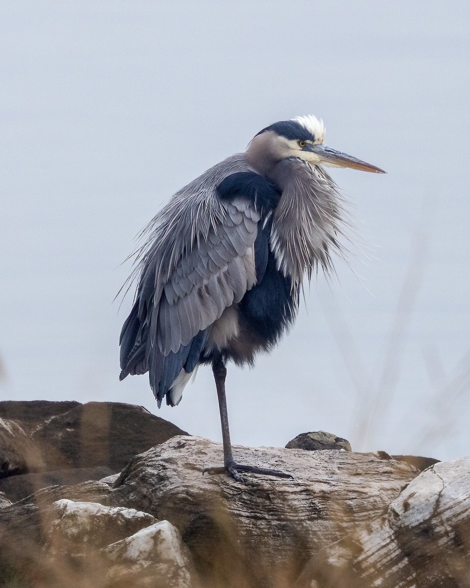 Great Blue Heron - ML646479170
