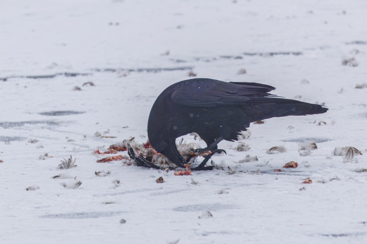 עורב שחור - ML646479172