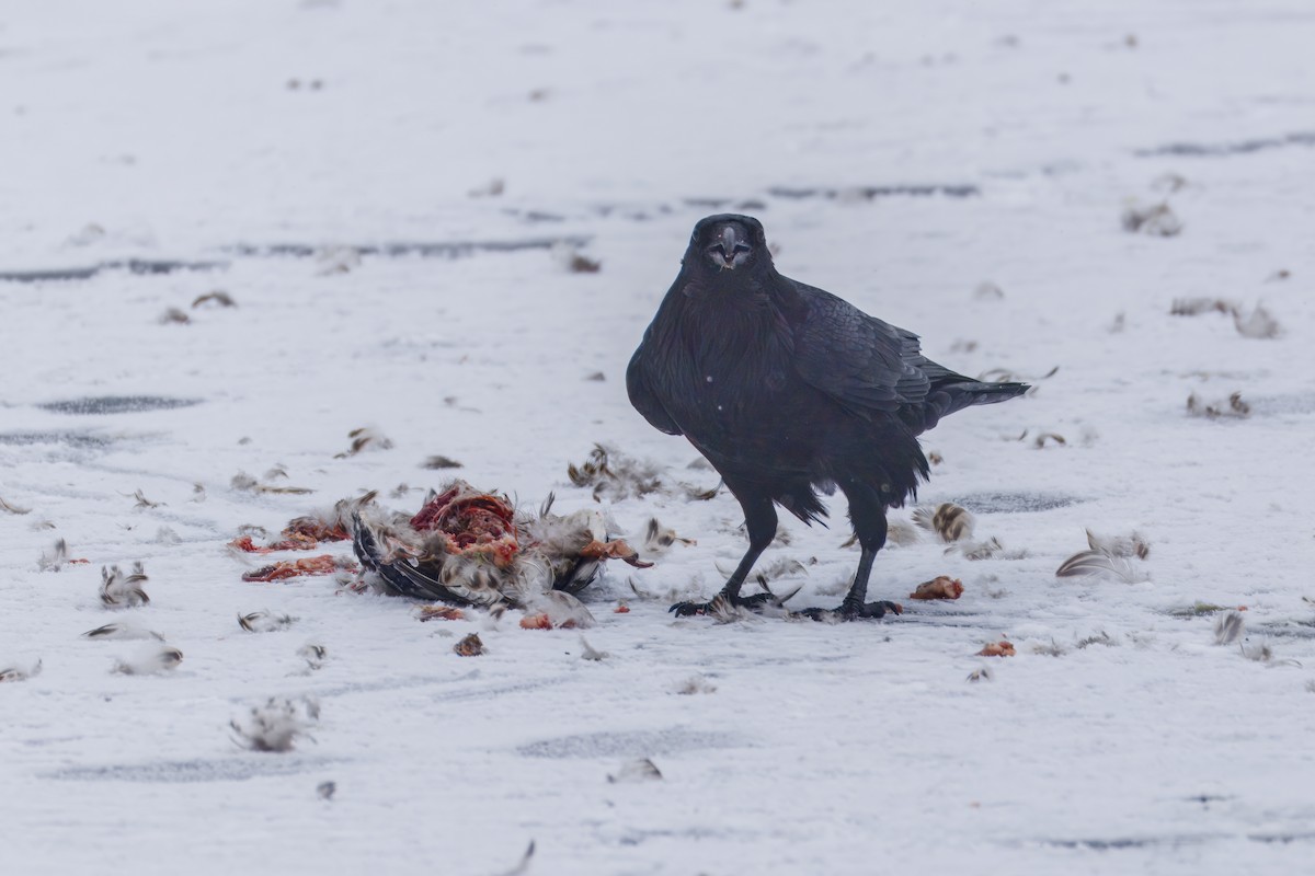 עורב שחור - ML646479173