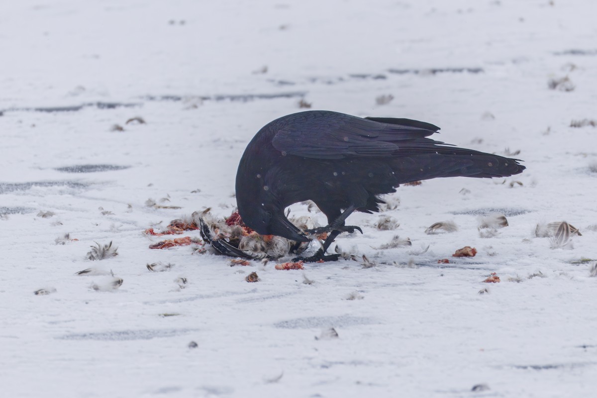 עורב שחור - ML646479174