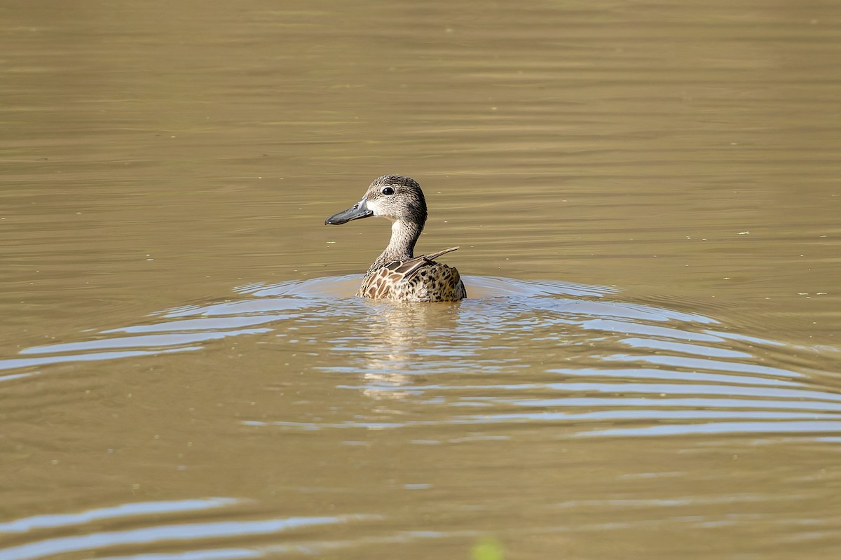 Blue-winged Teal - ML646479175