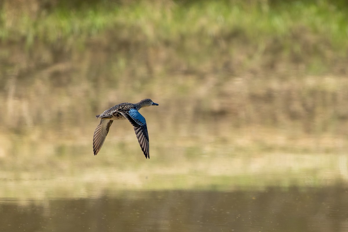 Blue-winged Teal - ML646479176