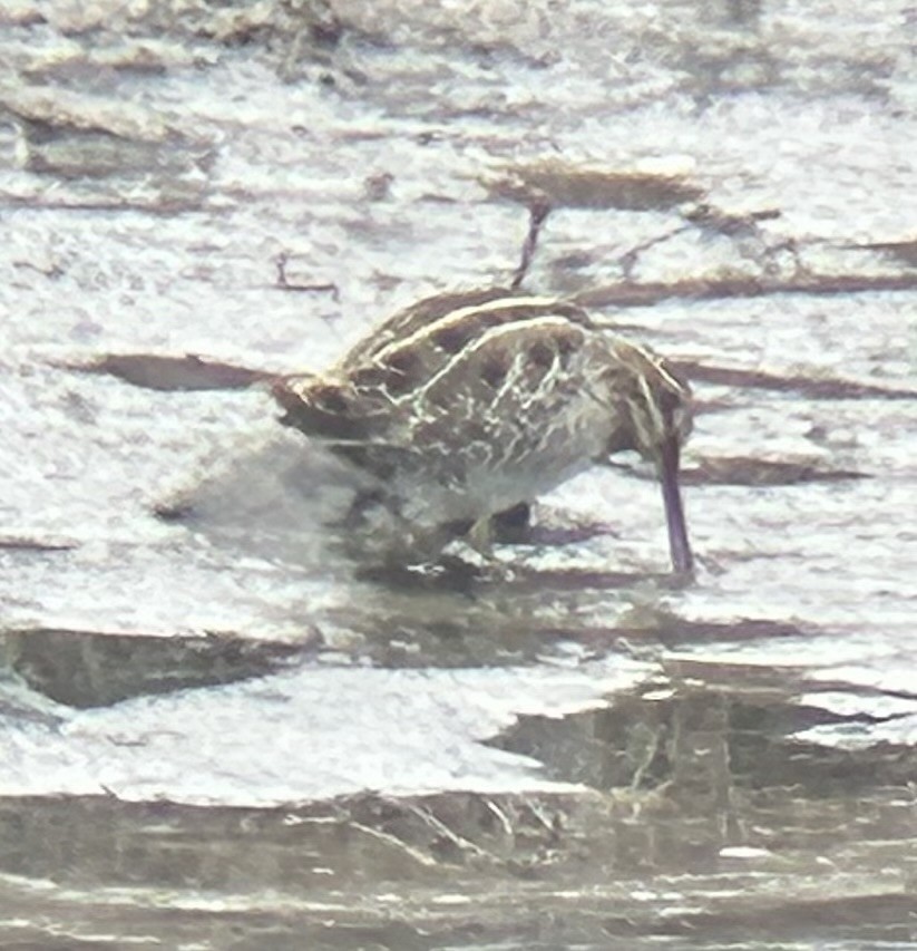 Wilson's Snipe - ML646479177