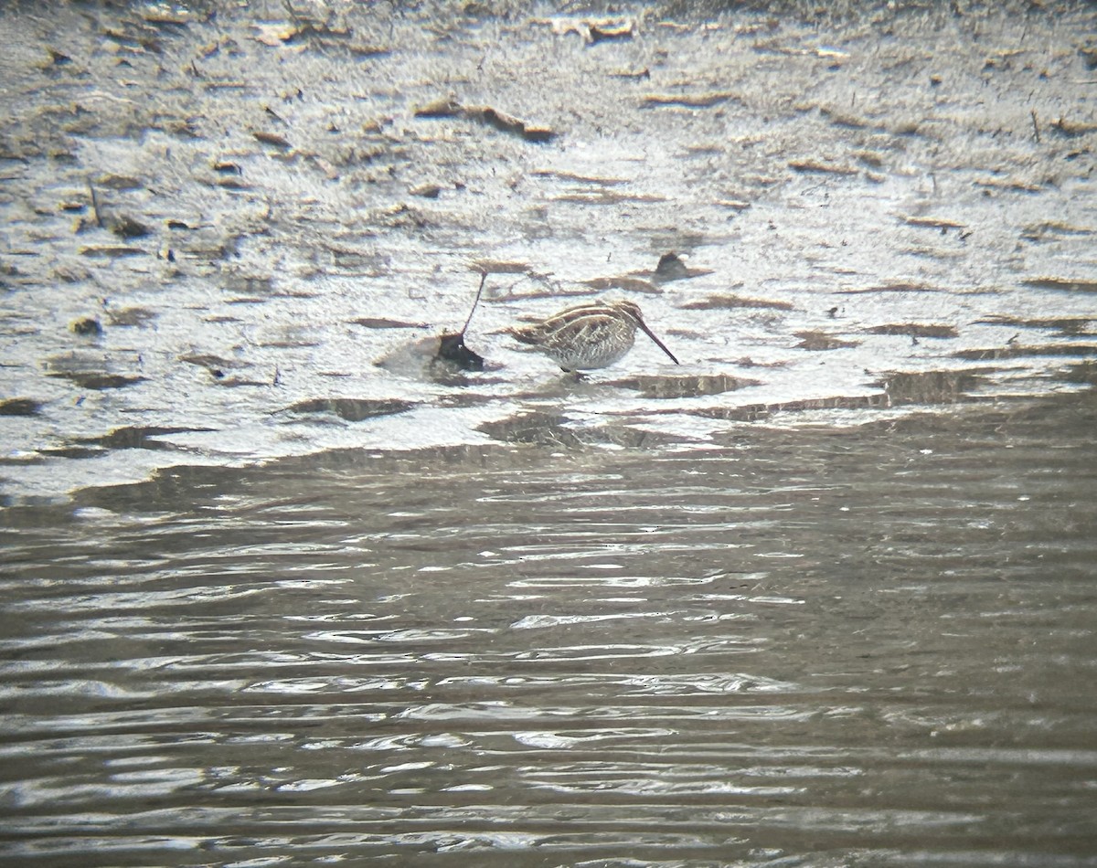 Wilson's Snipe - ML646479178