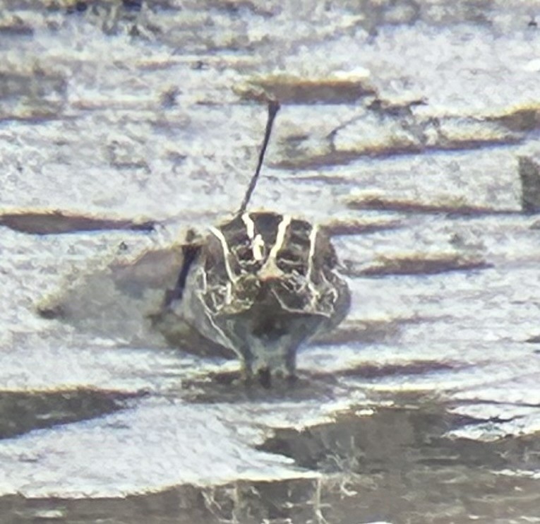 Wilson's Snipe - ML646479179