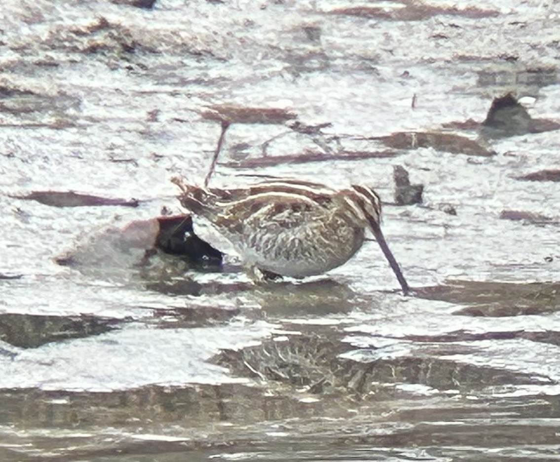 Wilson's Snipe - ML646479180