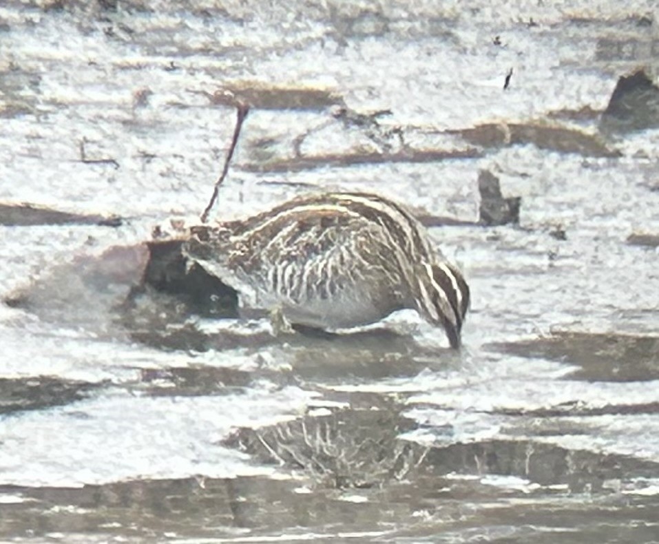 Wilson's Snipe - ML646479181