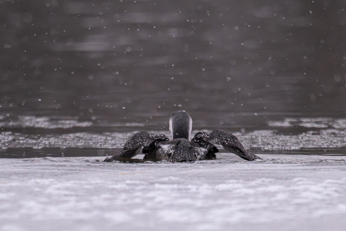 Red-throated Loon - ML646479182