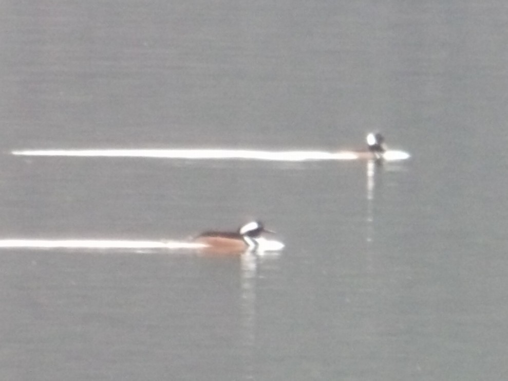 Hooded Merganser - ML646479185