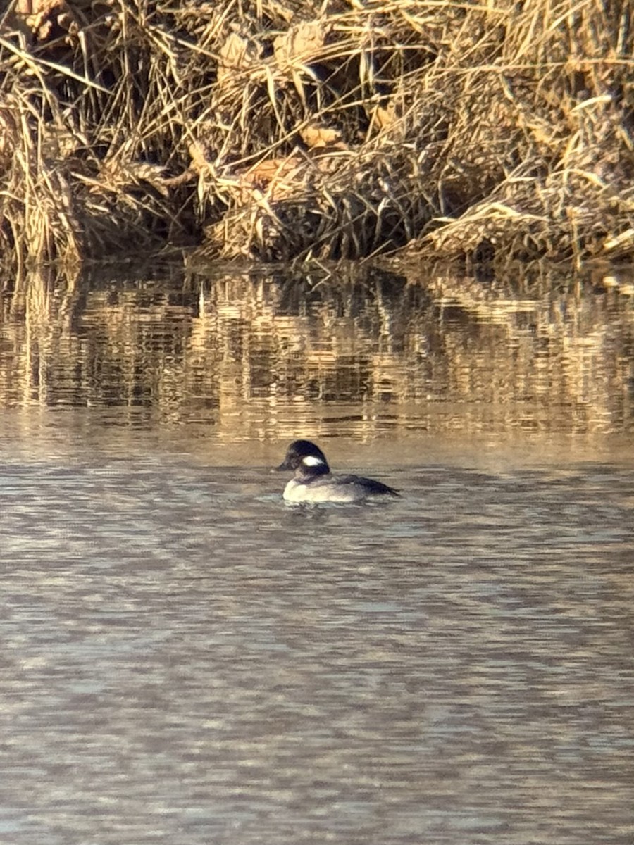 Bufflehead - ML646479186