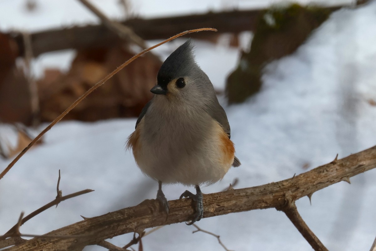 sýkora rezavoboká - ML646479187