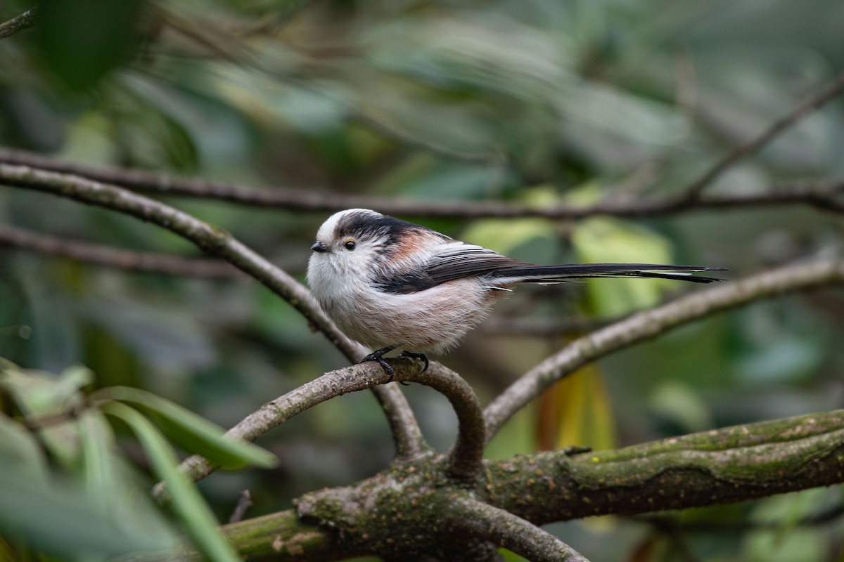 mlynařík dlouhoocasý - ML646479191