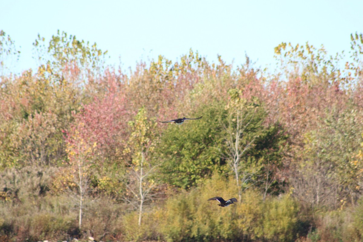 Ahate karolinarra - ML646479199