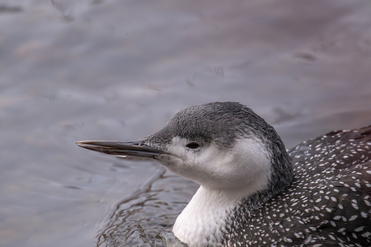 Red-throated Loon - ML646479206