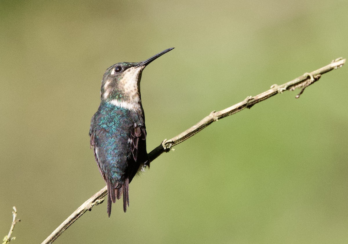 Ak Göbekli Ormanyıldızı - ML646479208