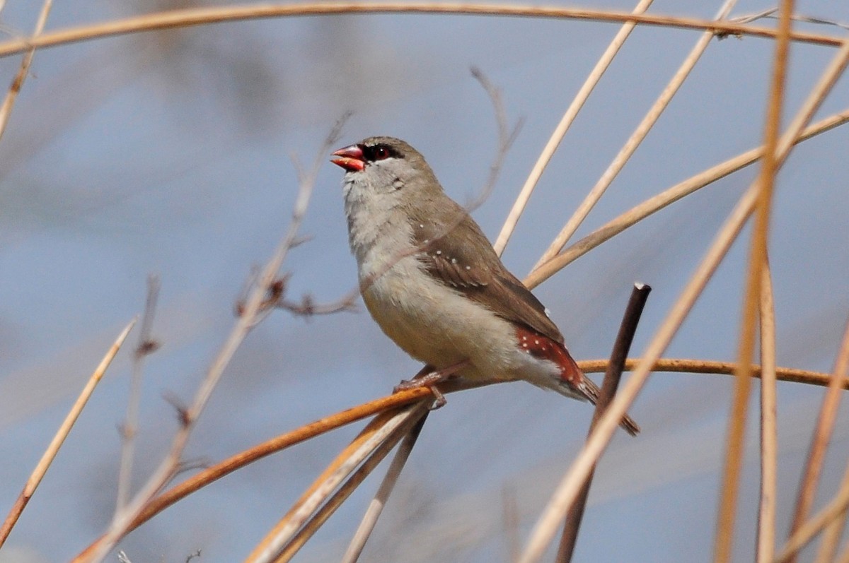 Red Avadavat - Jorge  Safara