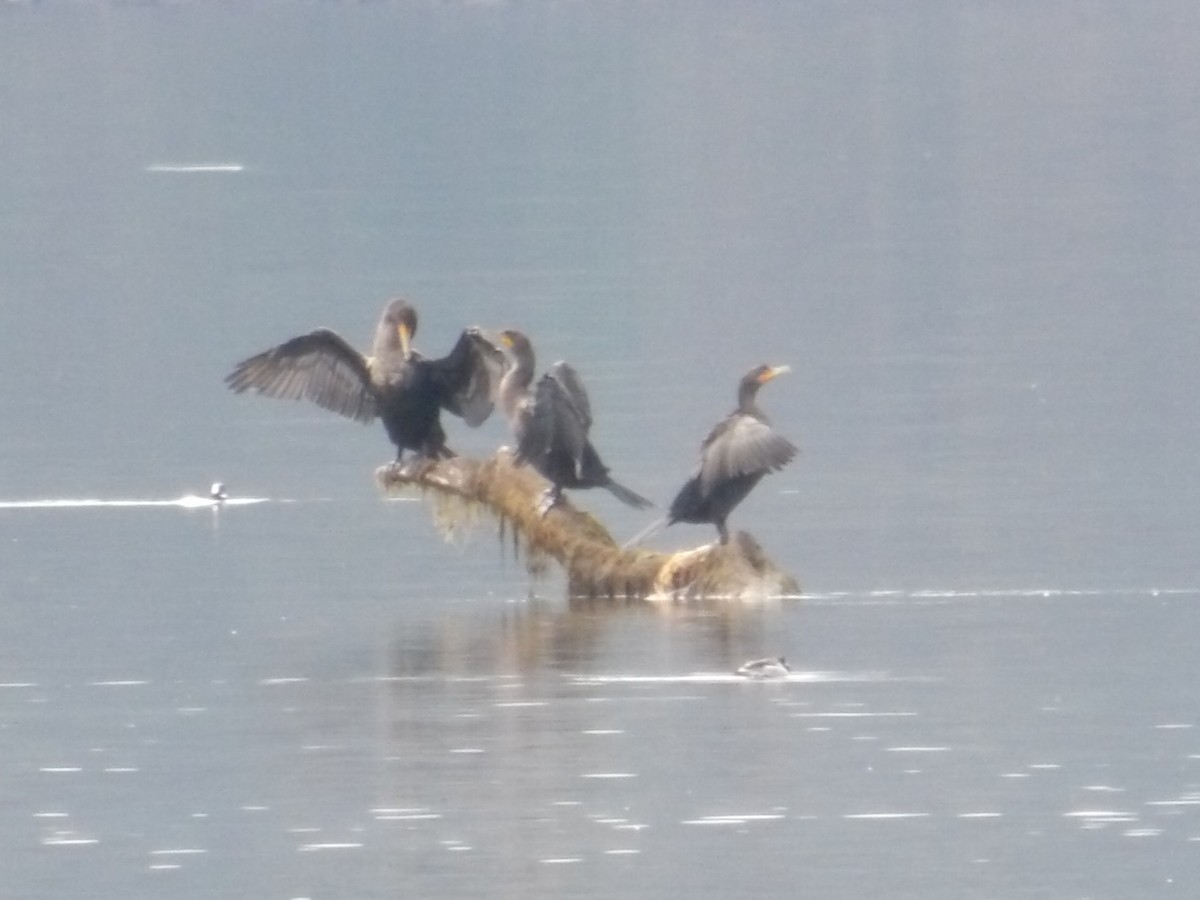 Double-crested Cormorant - ML646479212