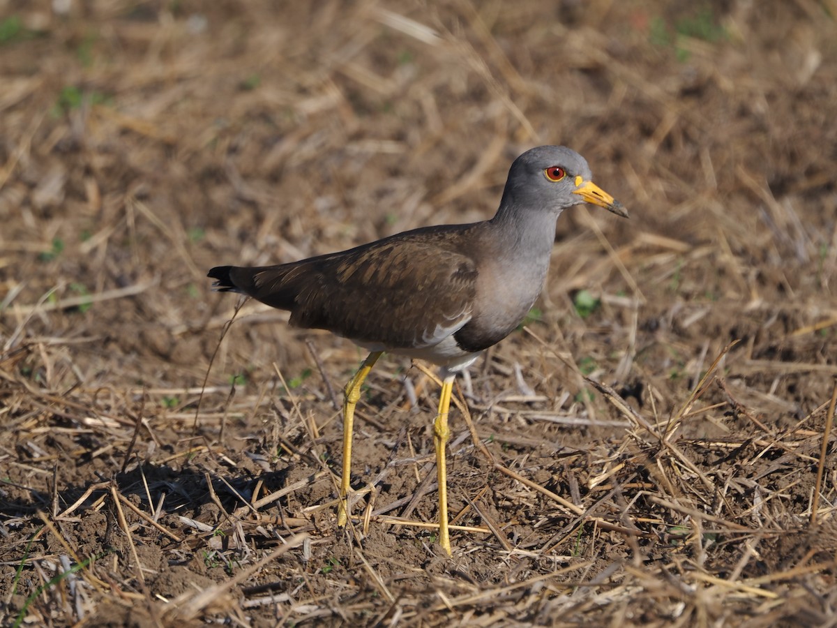 跳鴴 - ML646479213