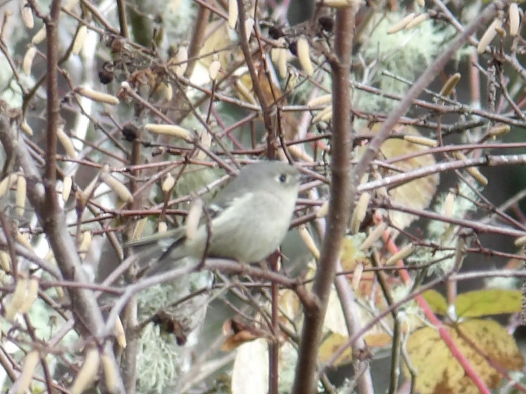 Ruby-crowned Kinglet - ML646479221