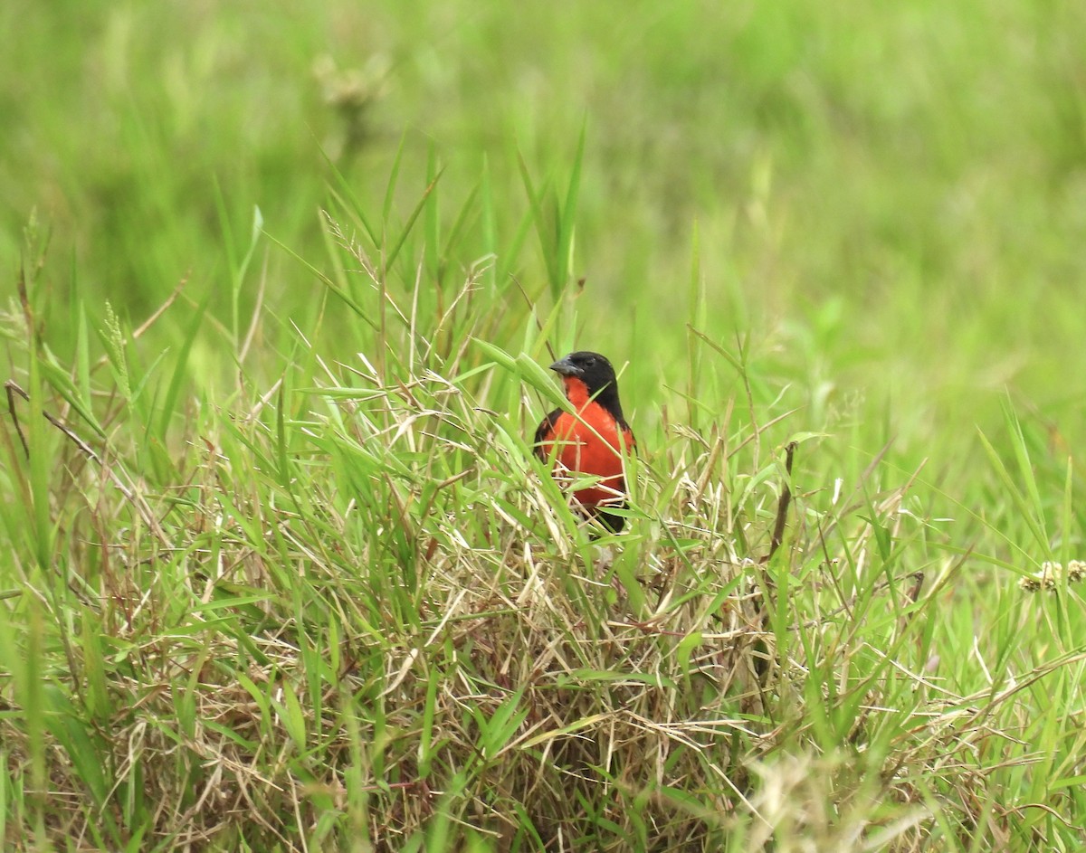 Red-breasted Meadowlark - ML646479222