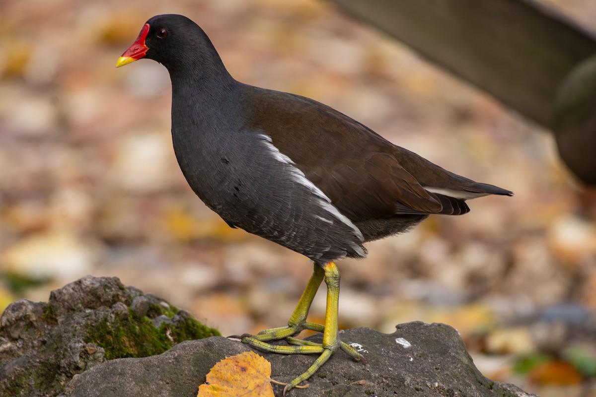 slípka zelenonohá - ML646479223