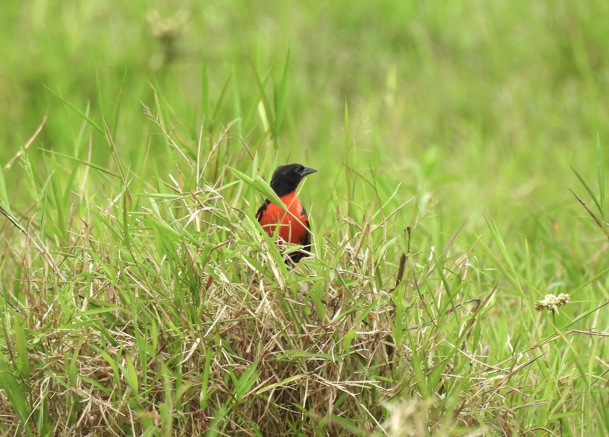 Red-breasted Meadowlark - ML646479226