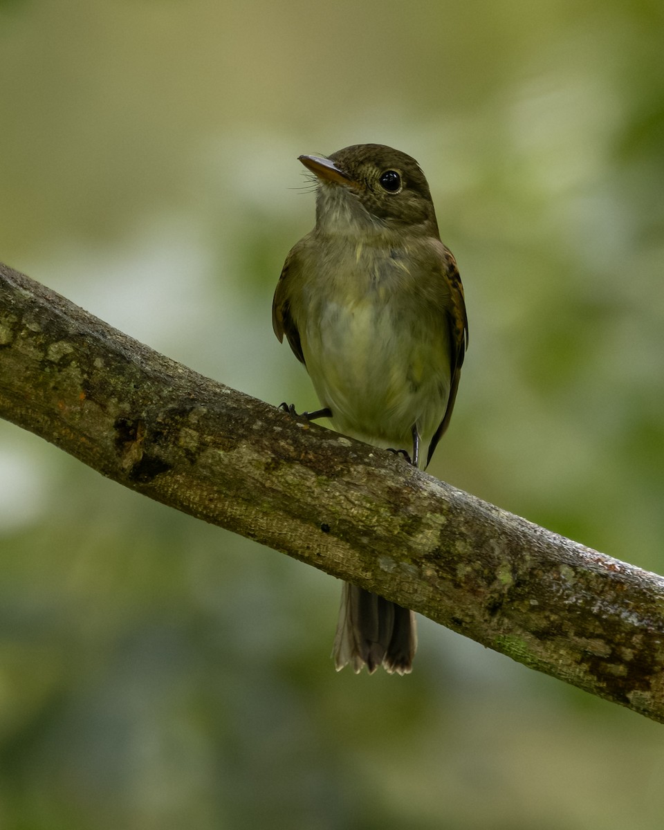 Moucherolle vert - ML646479227