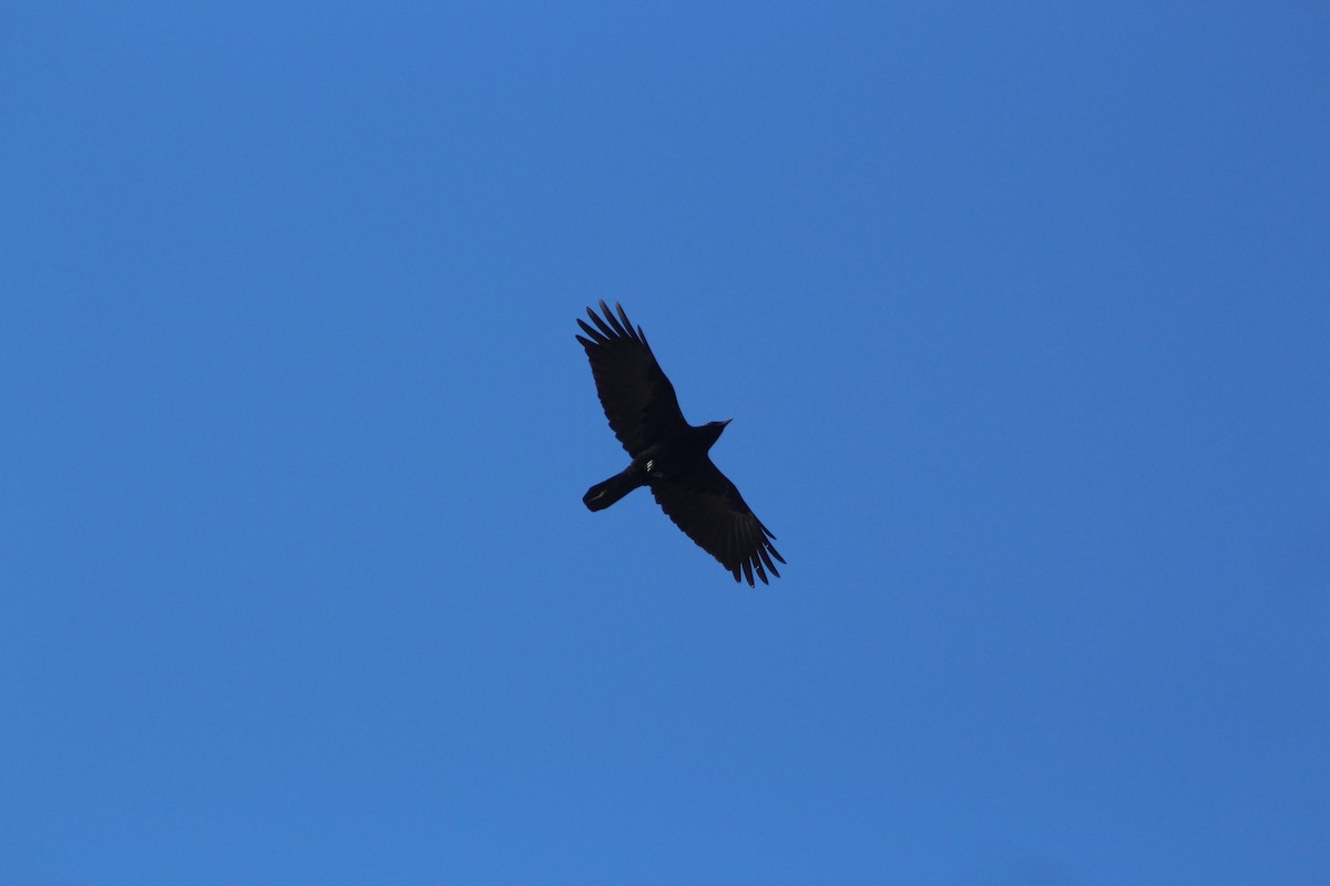 vrána americká - ML646479228