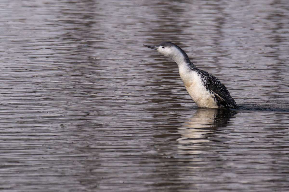Red-throated Loon - ML646479231
