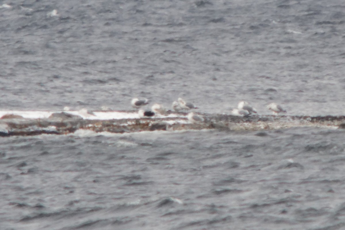 Möwe, unbestimmt - ML646479234